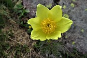 98  Pulsatilla alpina sulfurea